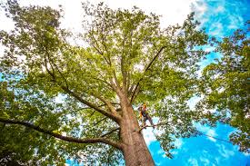 Best Pest Control for Lawns  in Davisboro, GA