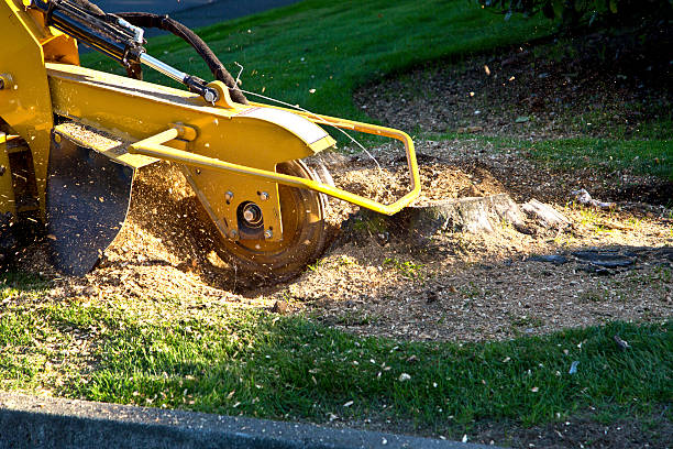 Lawn Pest Prevention in Davisboro, GA