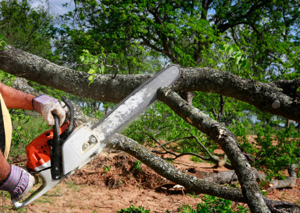 How Our Tree Care Process Works  in  Davisboro, GA